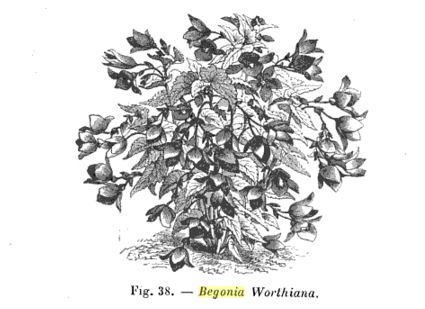 B. ‘Worthiana’